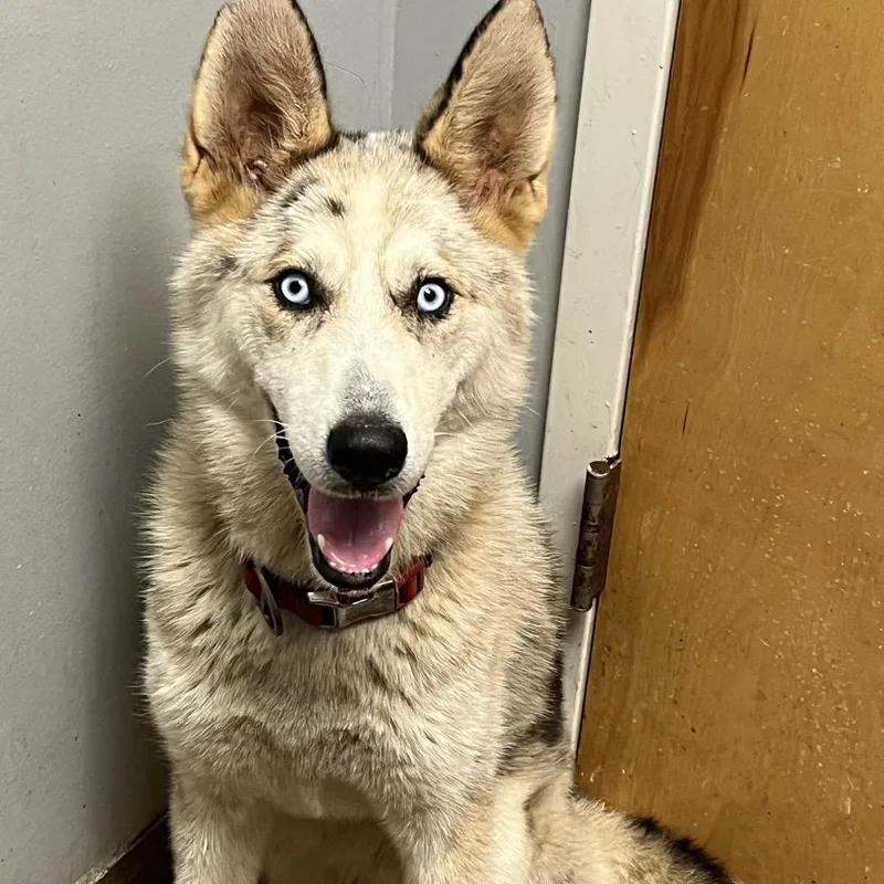 An adult medium-sized female White / Cream Mixed Breed dog named Sabre for adoption in Chattanooga, TN