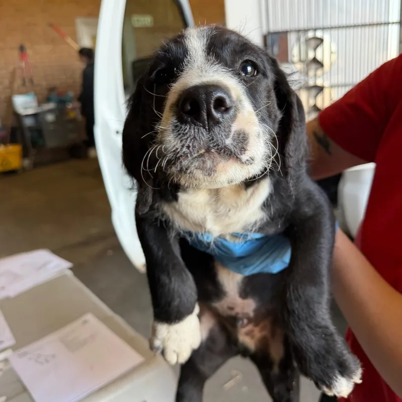 A baby small-sized male Black Pit Bull Terrier dog named Pardue for adoption in Birmingham, AL