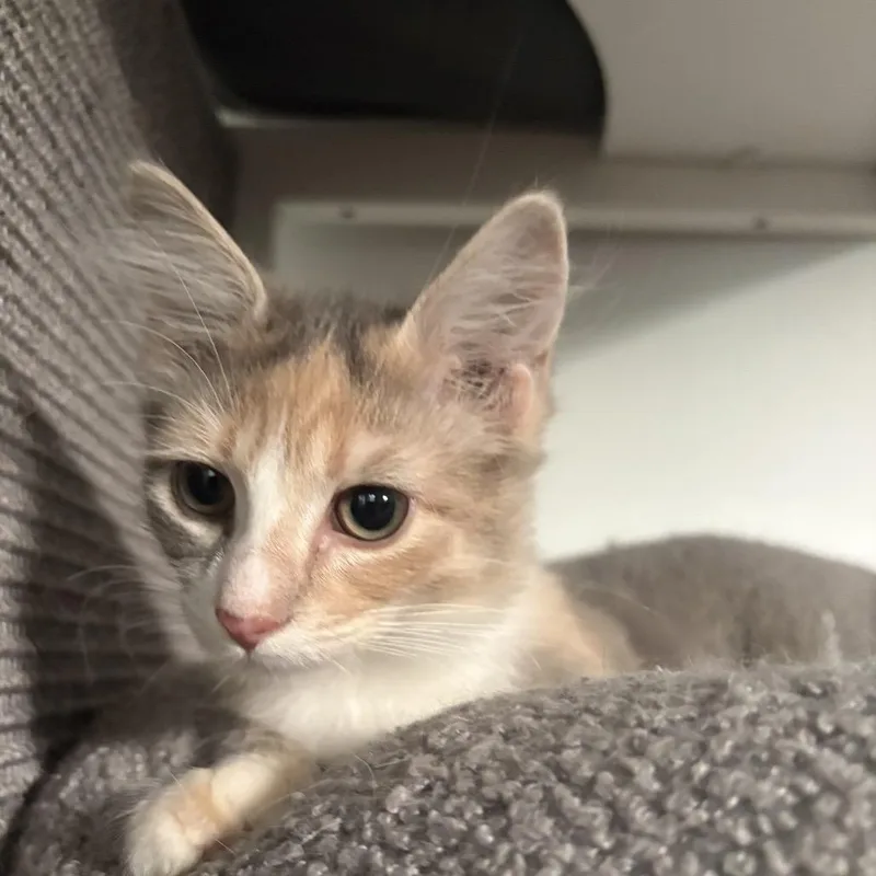 A baby small-sized female Calico Domestic Medium Hair cat named Kneazle for adoption in Fredericksburg, VA