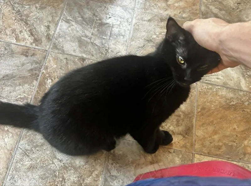 A baby small-sized female Black Domestic Short Hair cat named Peach for adoption in Capshaw, AL