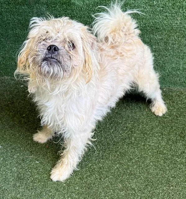 An adult small-sized male Pug dog named Otis for adoption in Lancaster, CA