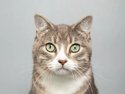 An adult medium-sized male Domestic Short Hair cat named Fennel for adoption in Longmont, CO