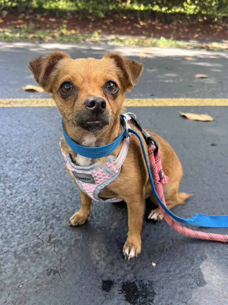 An adult small-sized female Chihuahua dog named Pikachu for adoption in Margate, FL