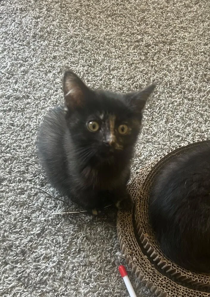 A baby small-sized female Domestic Short Hair cat named Ruby for adoption in Anoka, MN