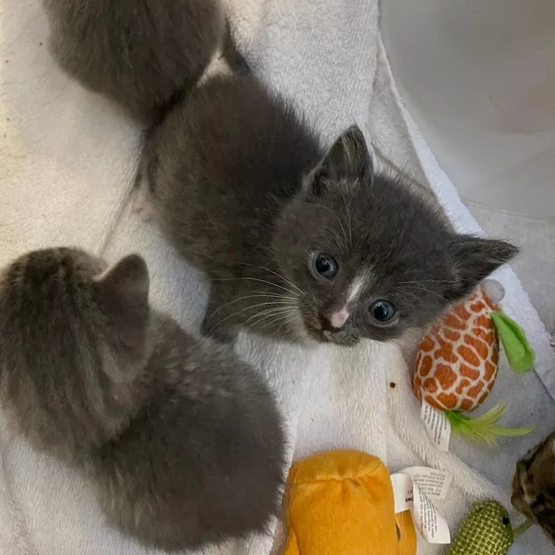 A baby small-sized male Gray / Blue / Silver Domestic Short Hair cat named Sugar for adoption in Bel Air, MD