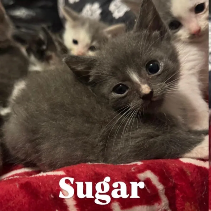Sugar thumbnail 3