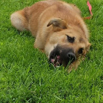 Sweet Potato thumbnail 4