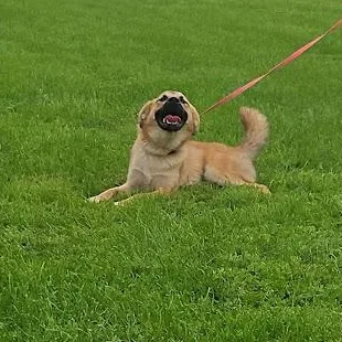 Sweet Potato thumbnail 6