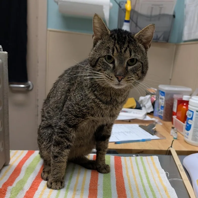 Pacific Rhododendron thumbnail 2