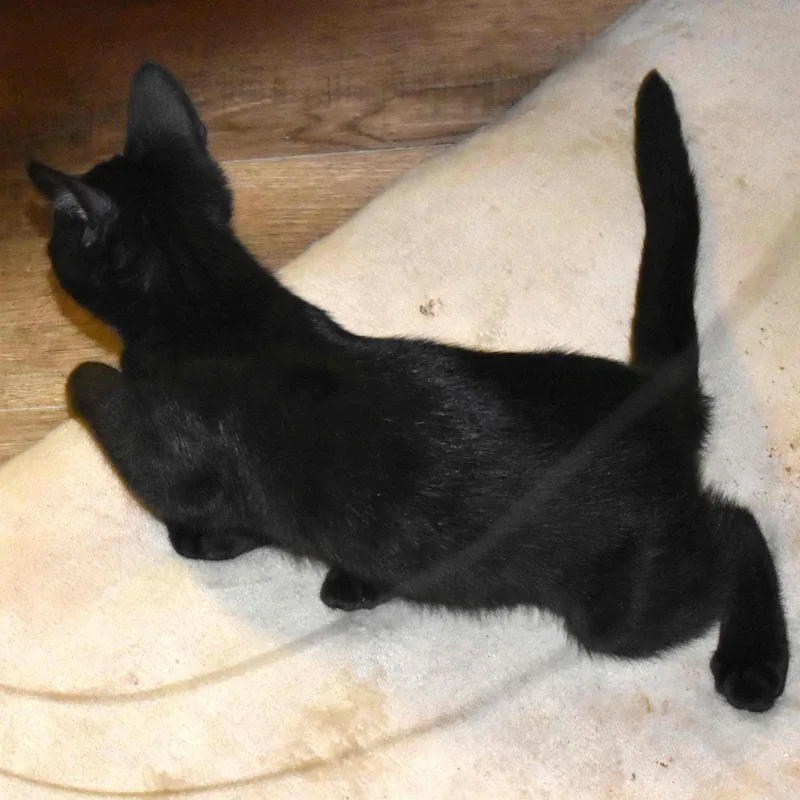 Velcro