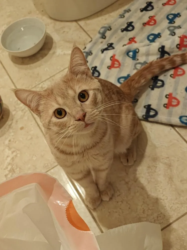 A young small-sized male Orange & White Domestic Short Hair cat named Organic Mechanic for adoption in Chicago, IL
