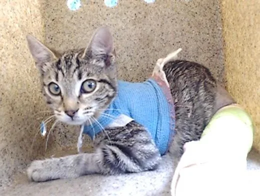 A baby medium-sized female Domestic Short Hair cat named Berkeley for adoption in Downey, CA