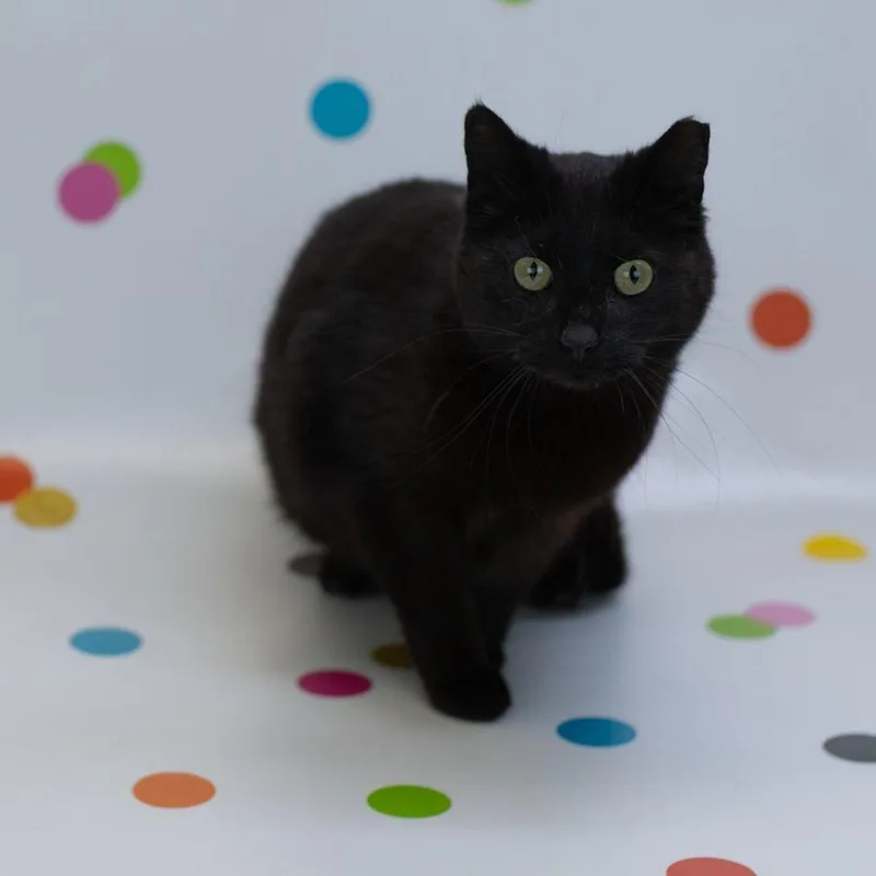 An adult medium-sized female Black Domestic Short Hair cat named Mcflurryc for adoption in East Saint Louis, IL
