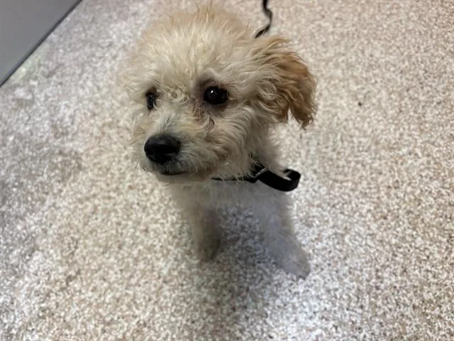 A baby small-sized female Poodle dog named Maddy for adoption in Pueblo, CO