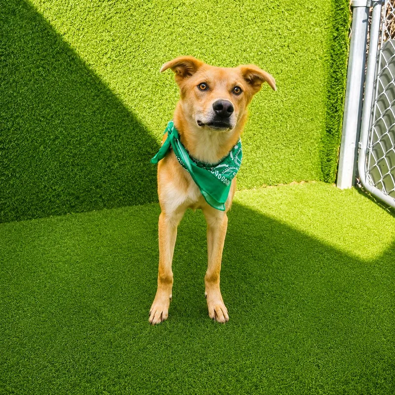 A young medium-sized male Apricot / Beige German Shepherd Dog dog named Teddy for adoption in Oak Point, TX