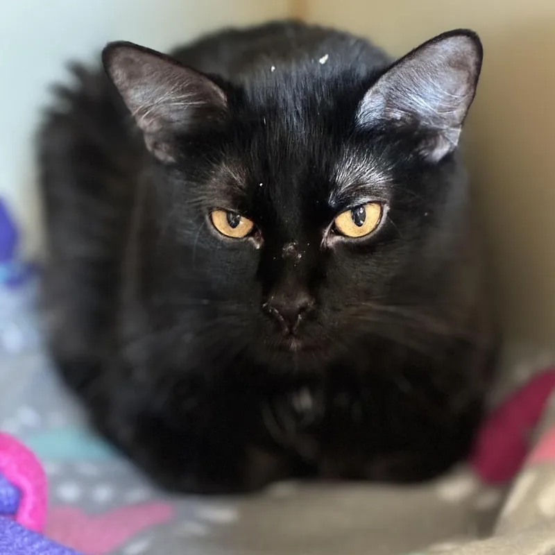A young medium-sized male Black Domestic Medium Hair cat named Scone for adoption in South Elgin, IL