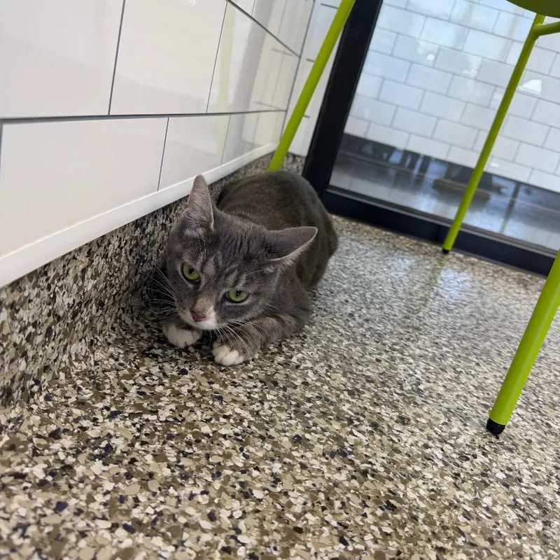 An adult medium-sized female Gray / Blue / Silver Domestic Short Hair cat named Granite for adoption in Morganton, NC