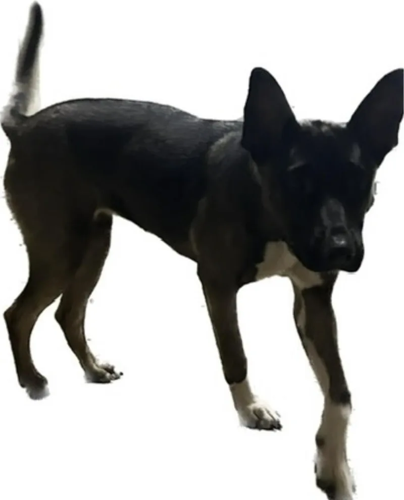 An adult medium-sized female Tricolor (Brown, Black, & White) Mixed Breed dog named Nova for adoption in Belleville, IL
