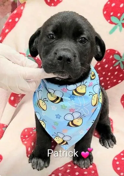 A baby large-sized male Flat-Coated Retriever dog named Patrick for adoption in Morton Grove, IL