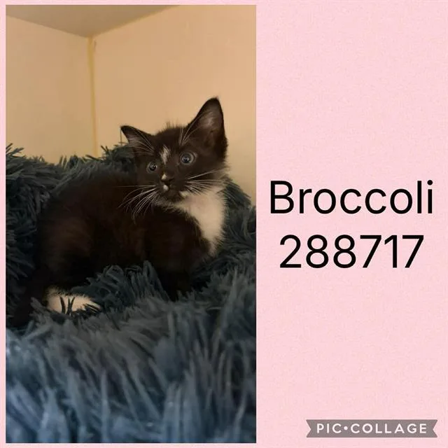 A baby small-sized female Domestic Short Hair cat named Broccoli for adoption in Macon, GA