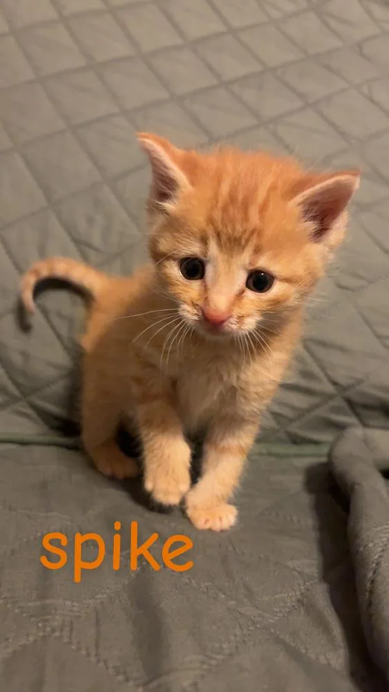 A baby small-sized male Orange & White Domestic Short Hair cat named Spike for adoption in New Cumberland, WV
