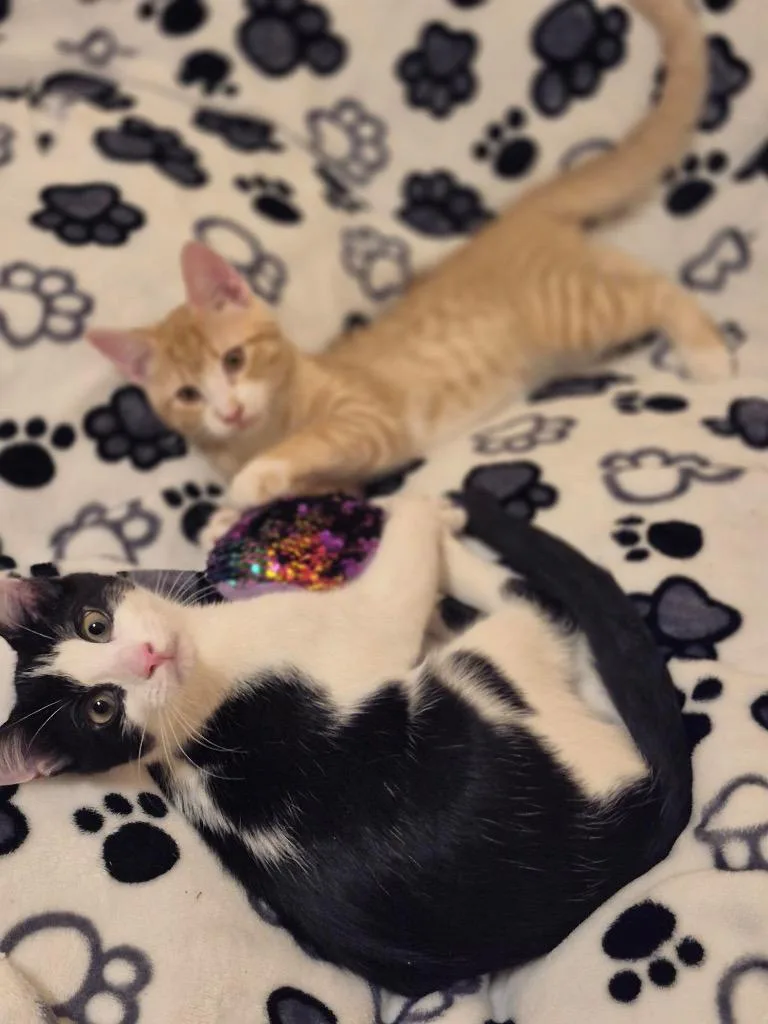 A baby medium-sized male Domestic Short Hair cat named Cove and Reef for adoption in New York, NY