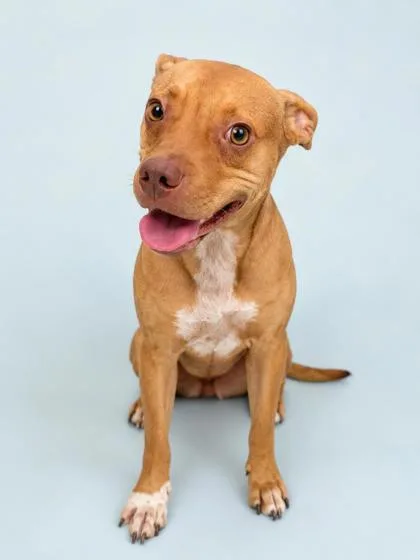 An adult medium-sized male Terrier dog named Khal for adoption in Gulfport, MS