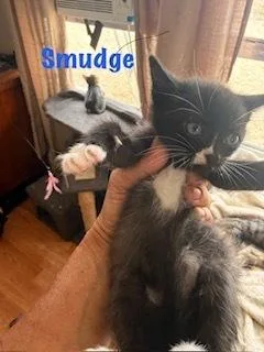 A baby small-sized male Black & White / Tuxedo Domestic Short Hair cat named Smudge for adoption in Ruskin, FL