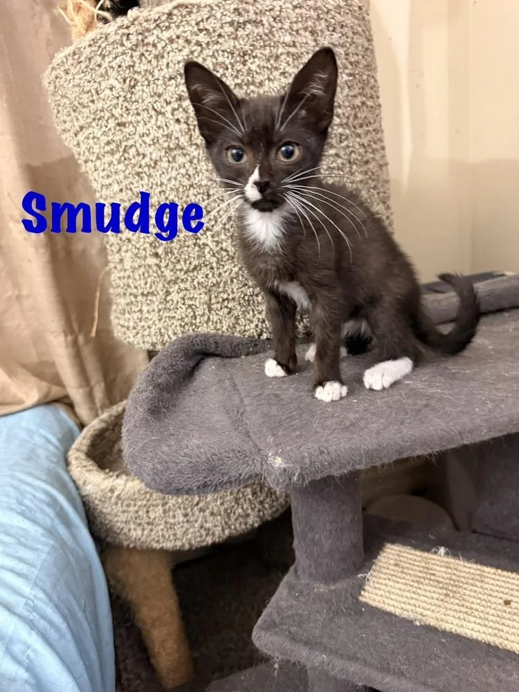 Smudge thumbnail 2