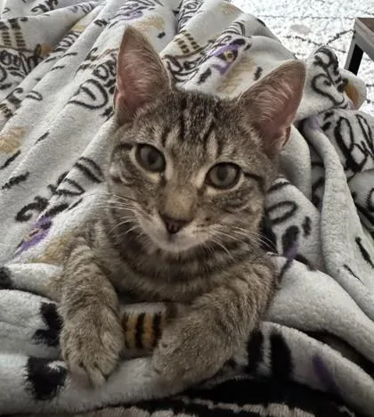 A baby small-sized male Brown / Chocolate Domestic Short Hair cat named Freddie Mercury for adoption in Atlanta, GA