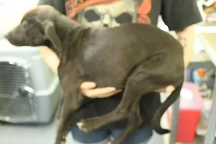 A baby large-sized female Terrier dog named Epic for adoption in Picayune, MS