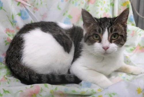 An adult medium-sized female Domestic Short Hair cat named Orson for adoption in Thief River Falls, MN