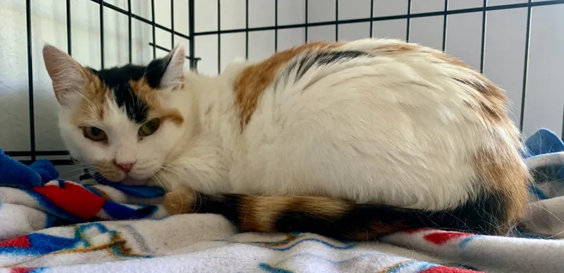 Flamingo thumbnail 2