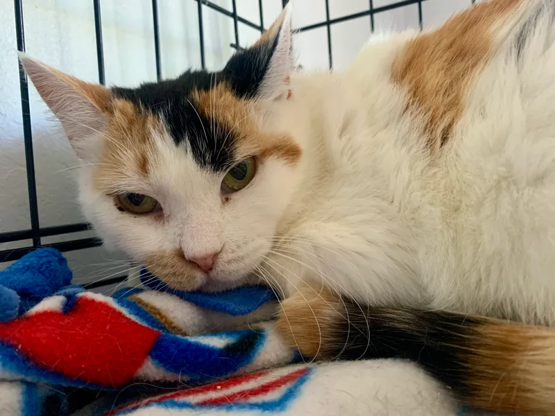 Flamingo thumbnail 3