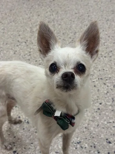 A senior small-sized male Chihuahua dog named Jimmy for adoption in Brighton, CO