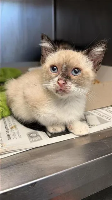 A baby small-sized male Domestic Short Hair cat named Reggy for adoption in San Antonio, TX