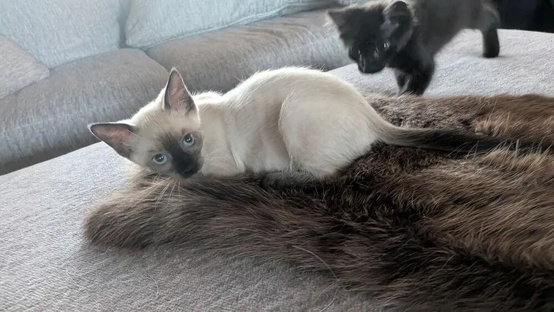 A baby small-sized female Domestic Short Hair cat named Terra for adoption in Orlando, FL