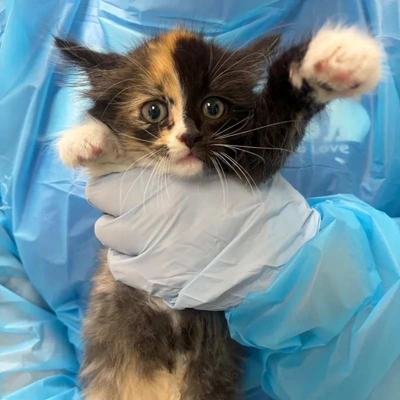A baby small-sized female Orange / Red Domestic Short Hair cat named Chalk Paint for adoption in Pekin, IL