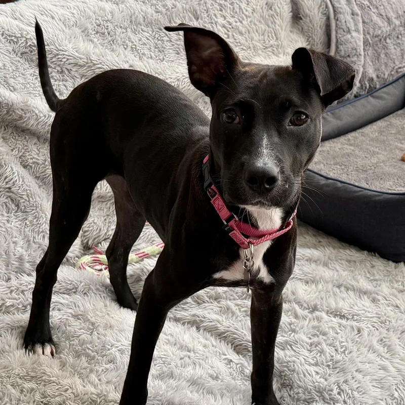 An adult small-sized female Black Labrador Retriever dog named Girly for adoption in Libertyville, IL