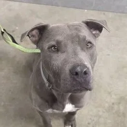 An adult medium-sized male Gray / Blue / Silver Pit Bull Terrier dog named Viper for adoption in Blue Earth, MN