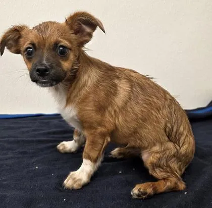 A young small-sized female Chihuahua dog named Pico for adoption in Phoenix, AZ