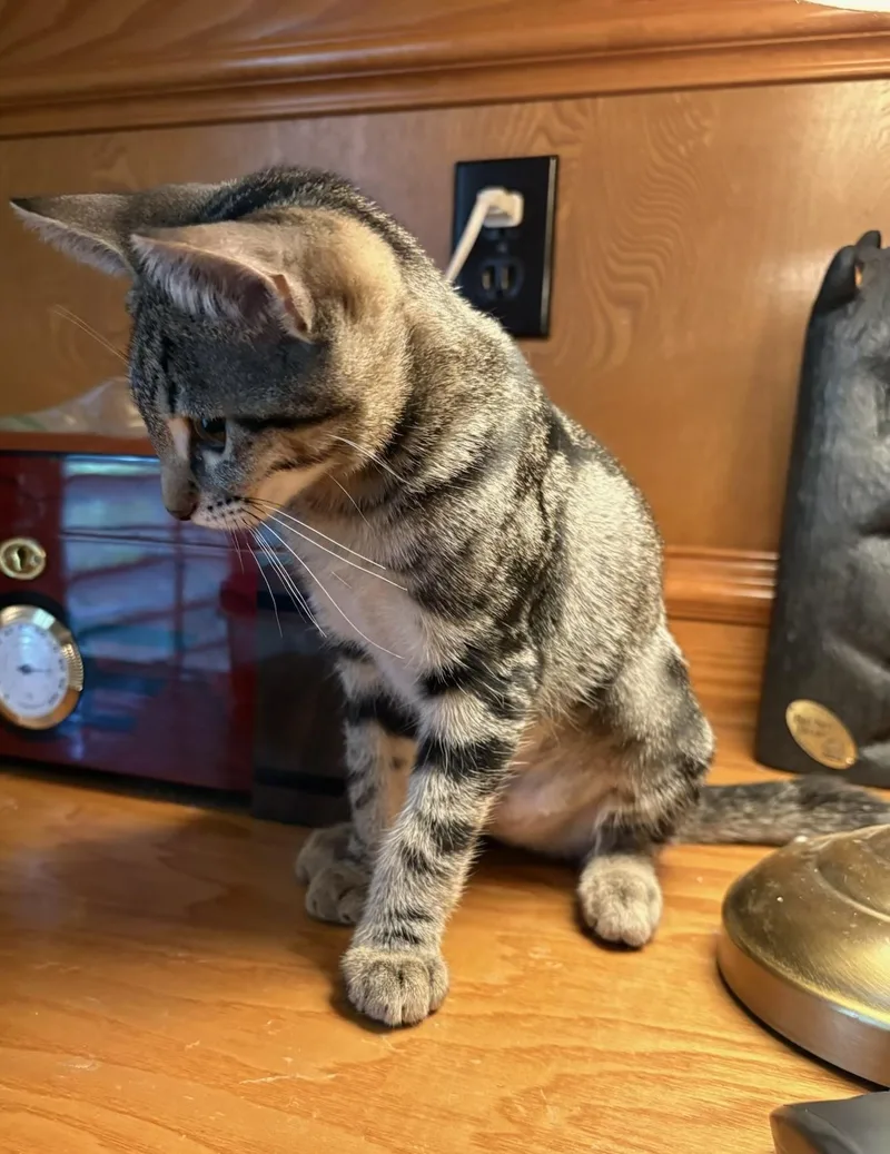 A baby small-sized female Tabby (Brown / Chocolate) Tabby cat named Chipmunk  Kuykendahl Petsmart for adoption in Spring, TX