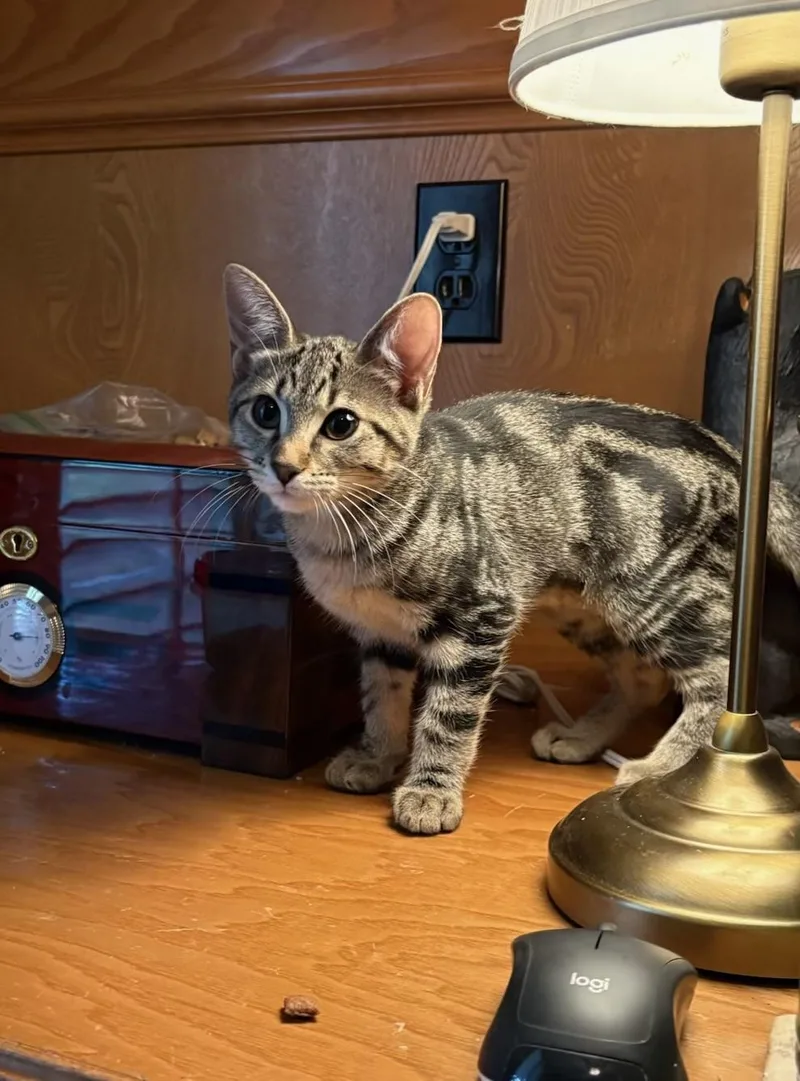 Chipmunk  Kuykendahl Petsmart thumbnail 2