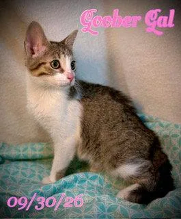 A young small-sized female Domestic Short Hair cat named Goober Gal for adoption in Pleasanton, TX