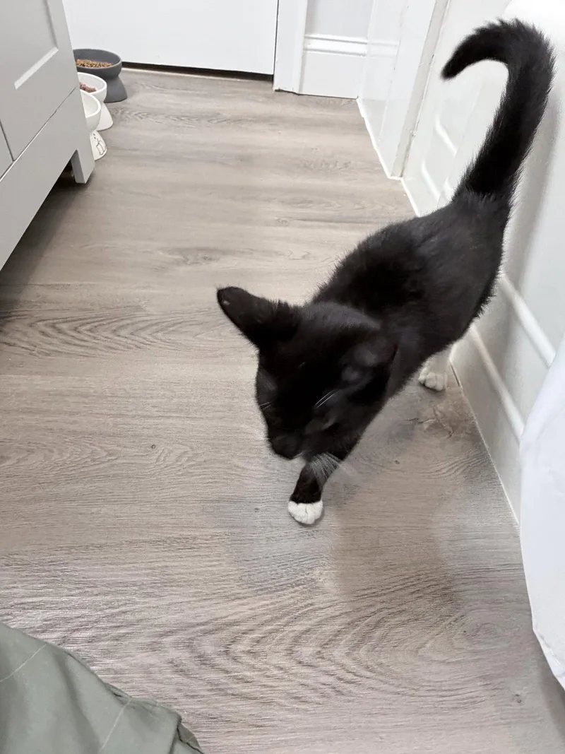 A young medium-sized male Black & White / Tuxedo Domestic Short Hair cat named Purrcy for adoption in Trenton, NJ