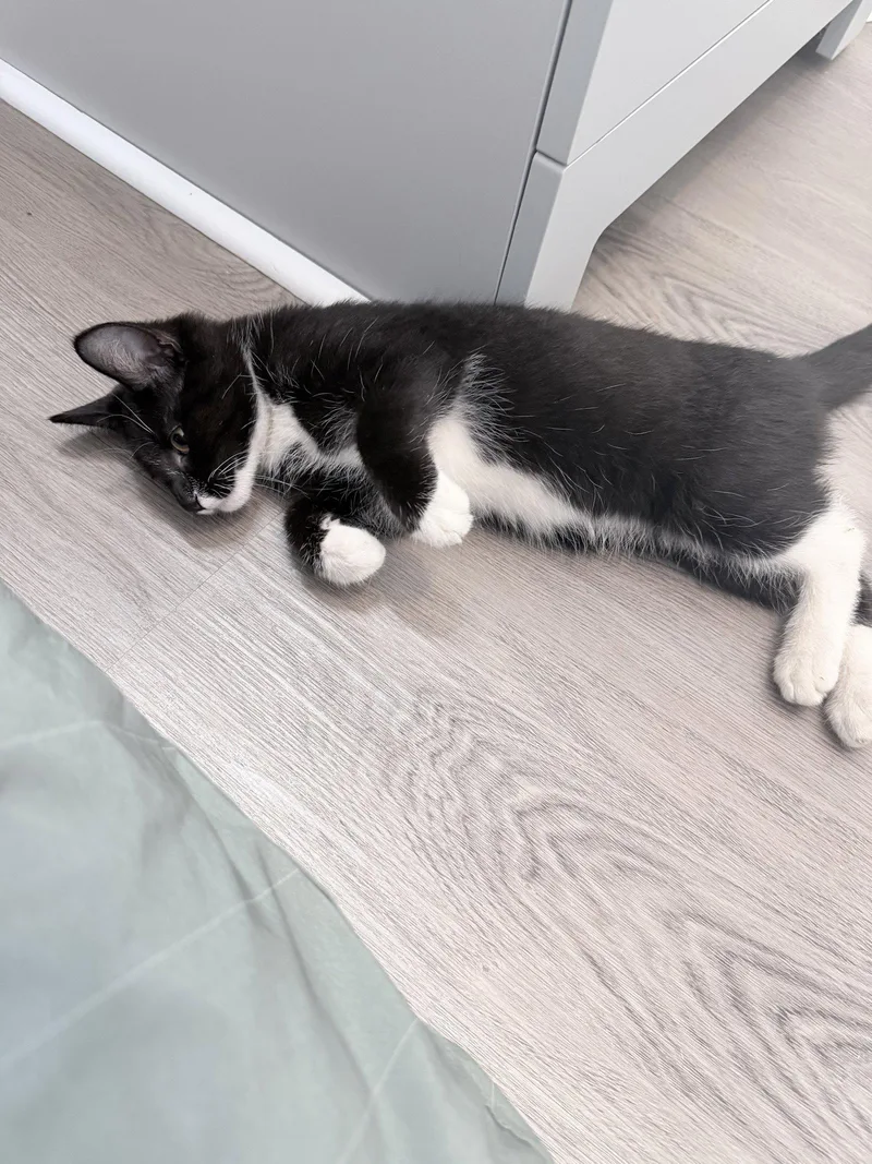Purrcy thumbnail 3