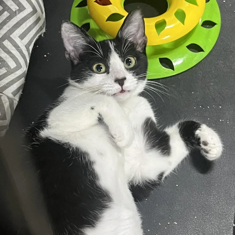 A baby small-sized female Black & White / Tuxedo Domestic Short Hair cat named Pepper for adoption in Asheville, NC