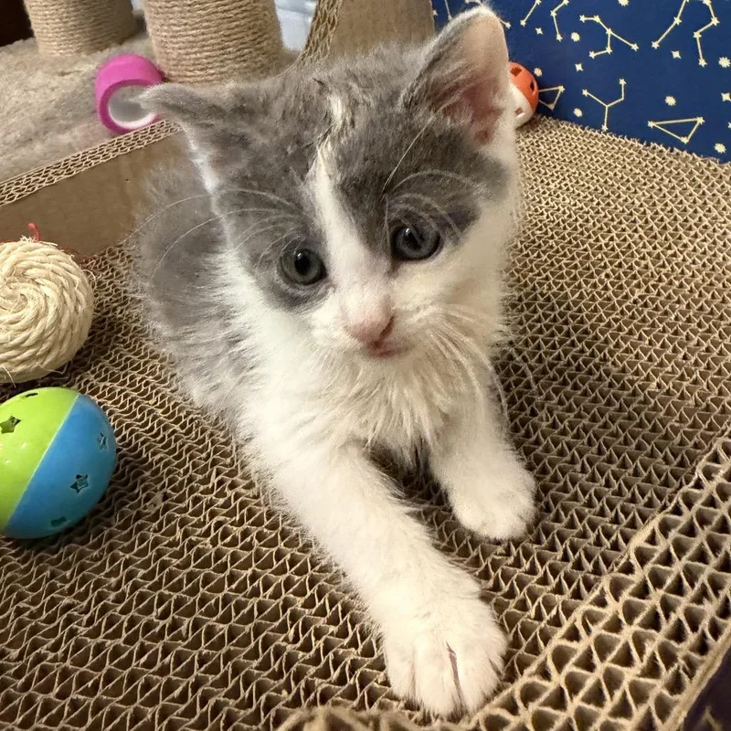 A baby small-sized female White Domestic Short Hair cat named Igloo for adoption in Union, MO