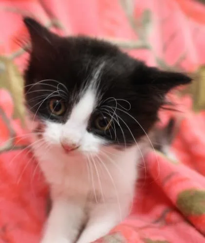 A baby medium-sized female Tuxedo cat named Callie for adoption in Thief River Falls, MN