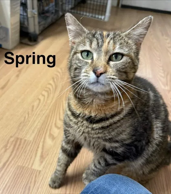 An adult medium-sized female Tortoiseshell Domestic Short Hair cat named Spring for adoption in Millerstown, PA